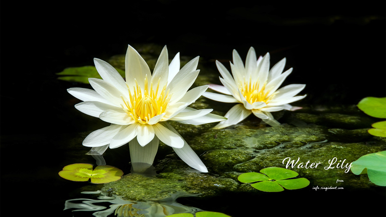 06 두 송이 흰색 수련 C - Water Lily 수련꽃사진