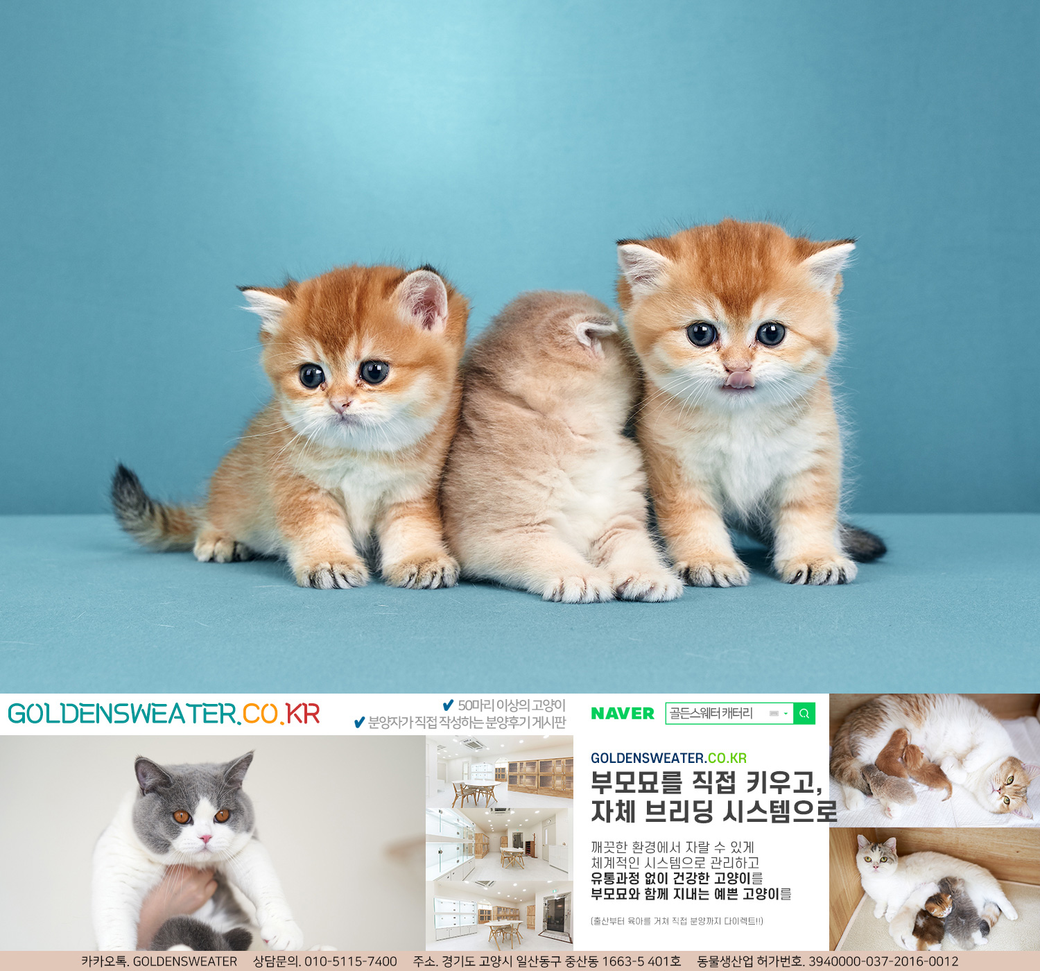  대구고양이분양 마음의 스트레스 해소사
