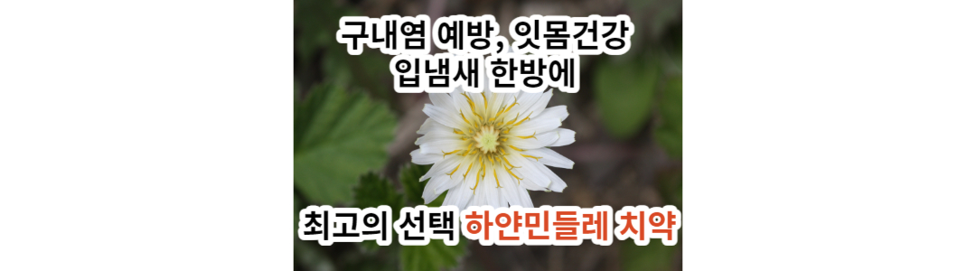  하얀민들레 치약 추천, 하얀 민들레로 구내염 입냄새 해결하는 법