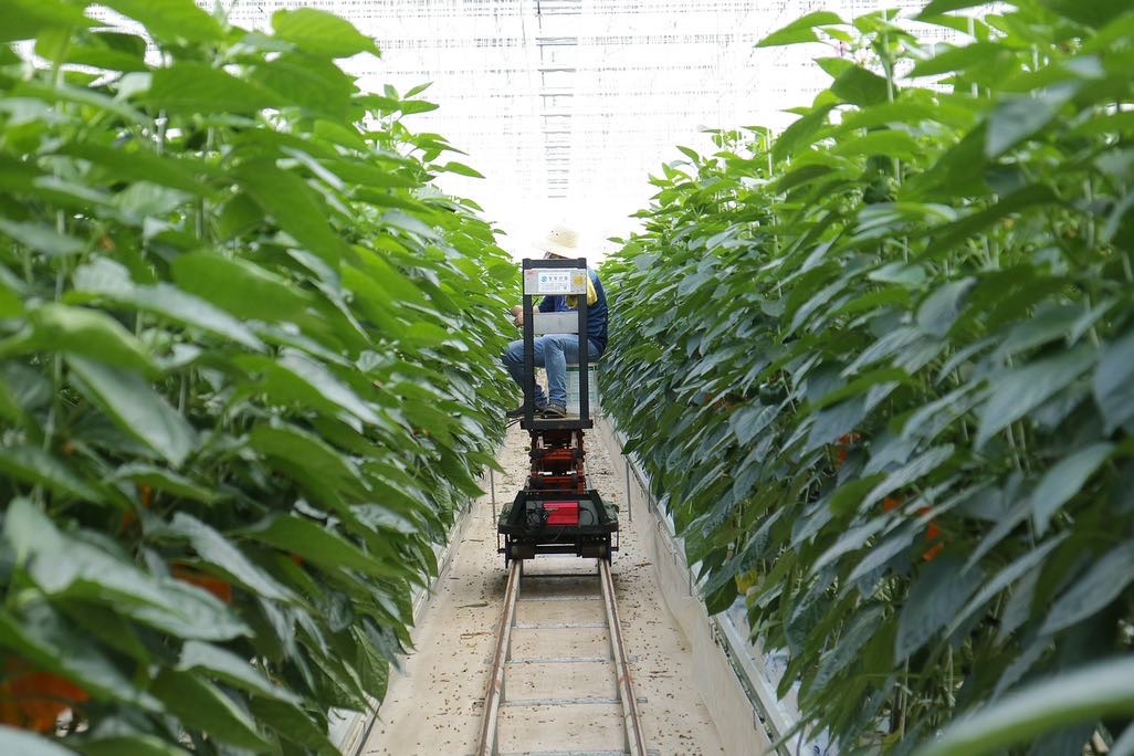 도시 농업의 진화: 스마트팜과 수직 농장의 기술력