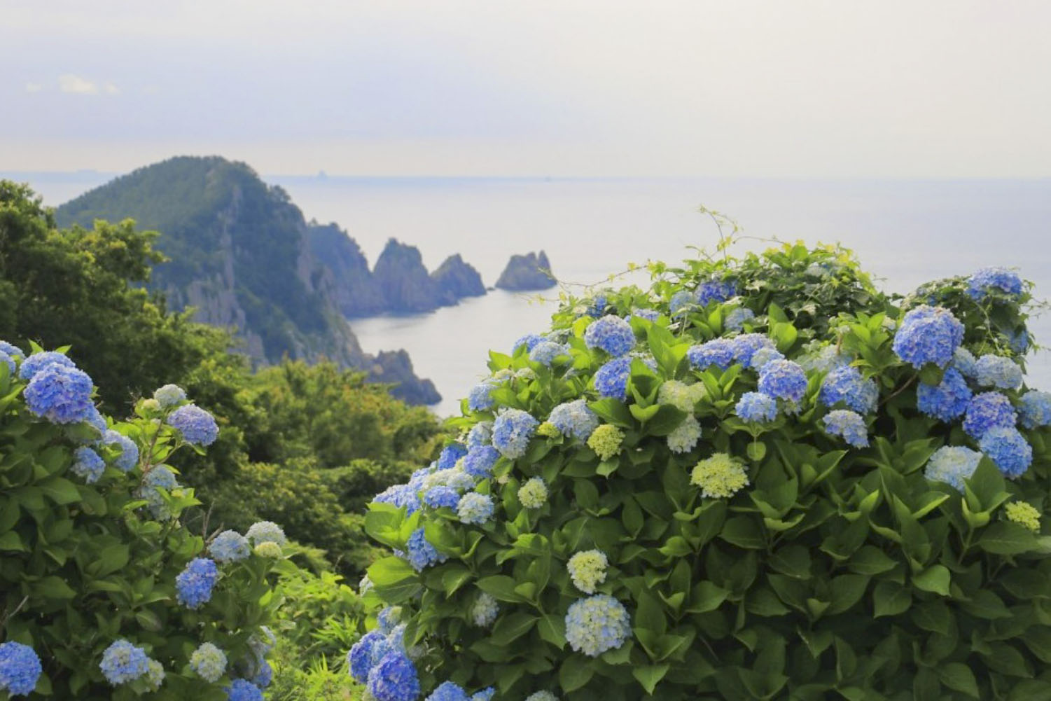 수국