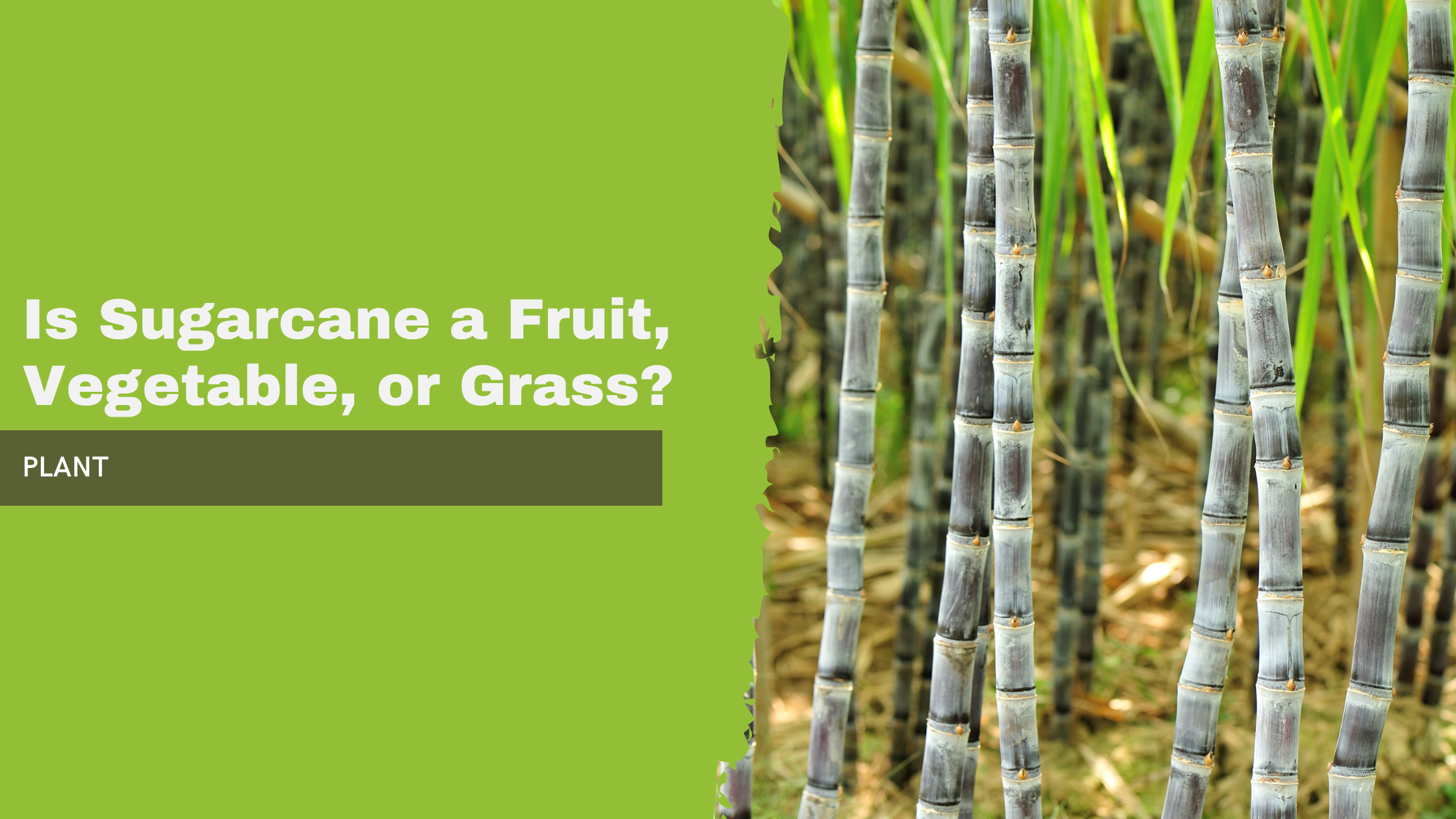 Is Sugarcane a Fruit&#44; Vegetable&#44; or Grass?