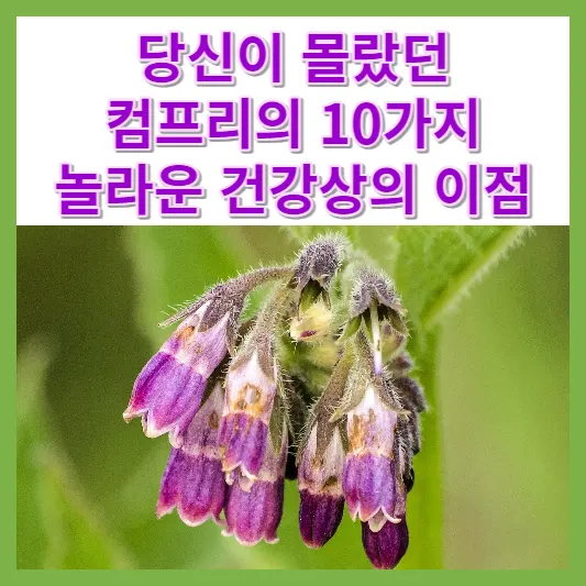 당신이 몰랐던 Comfrey의 10가지 놀라운 건강상의 이점