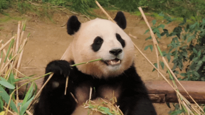  대나무 먹는 푸바오.gif ️ #하드털이 #움짤