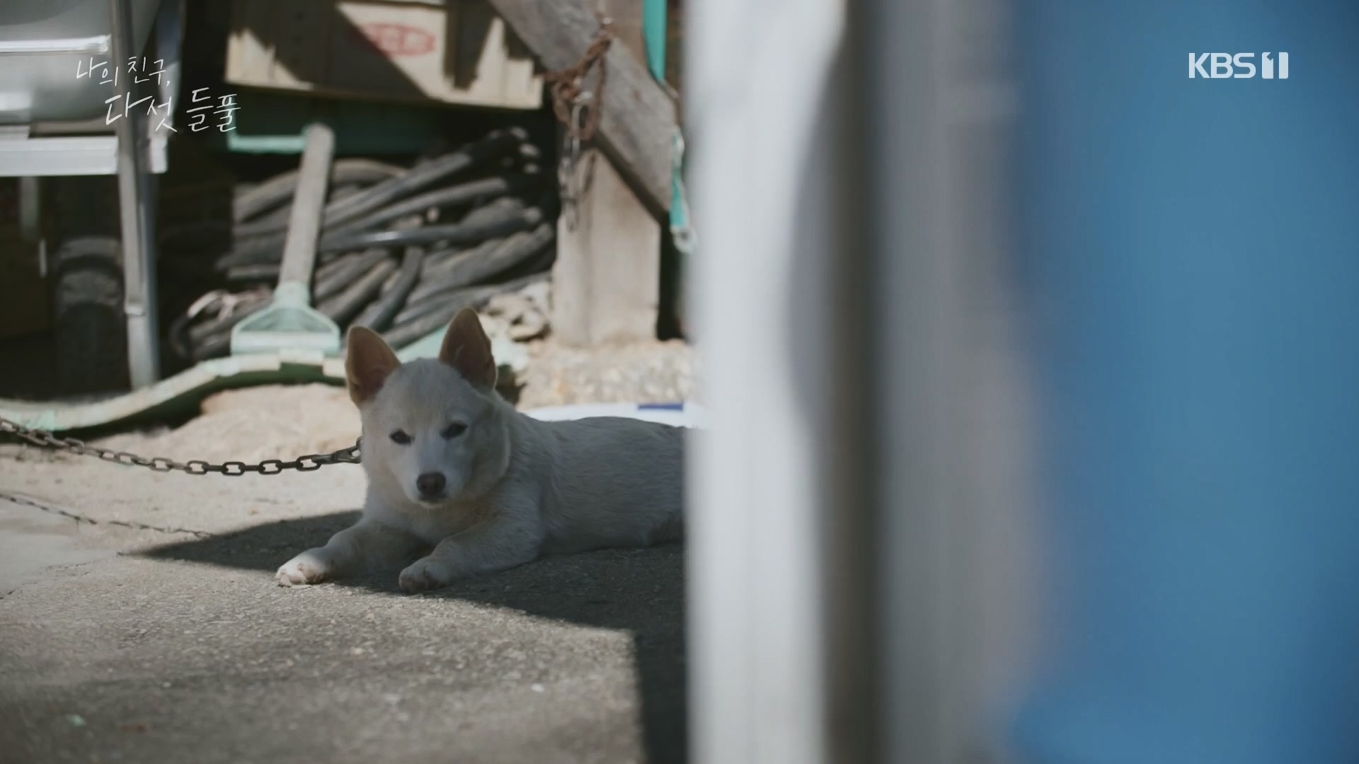 특집 다큐 나의 친구, 다섯 들풀.240119p.H264-F1RST.mp4_20240121_151739.447.jpg