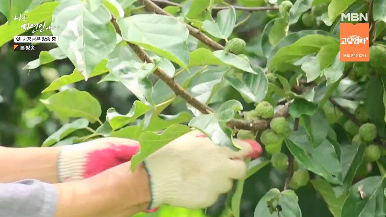 나는 자연인이다.E573.230928p-NEXT.mp4_20230929_174821.401.jpg