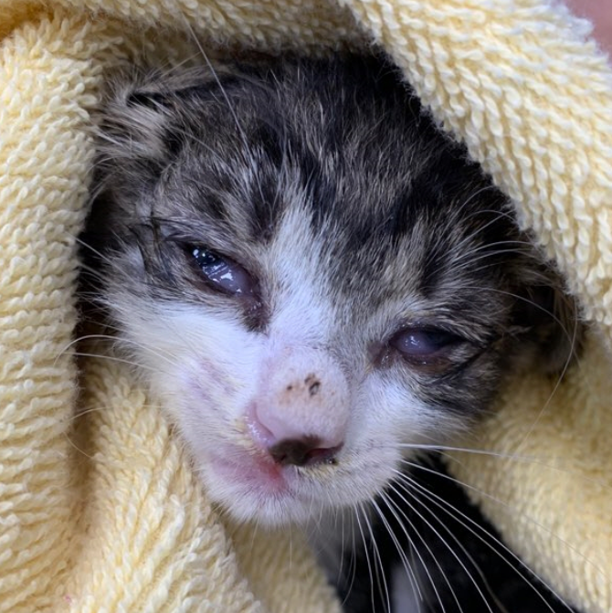  우리 아이 눈이 이상해요~!(#고양이 감기, #Herpes)