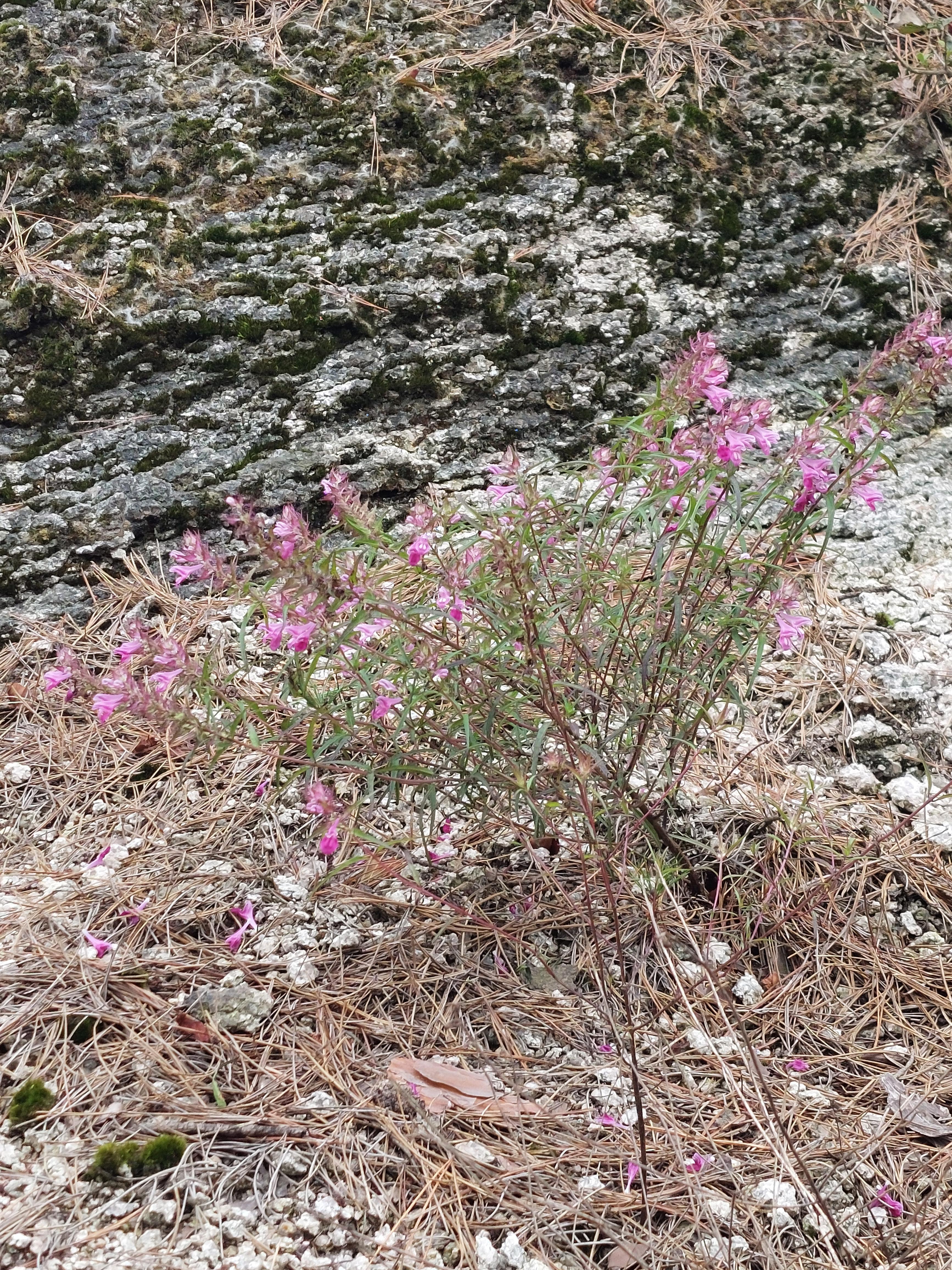 사패산