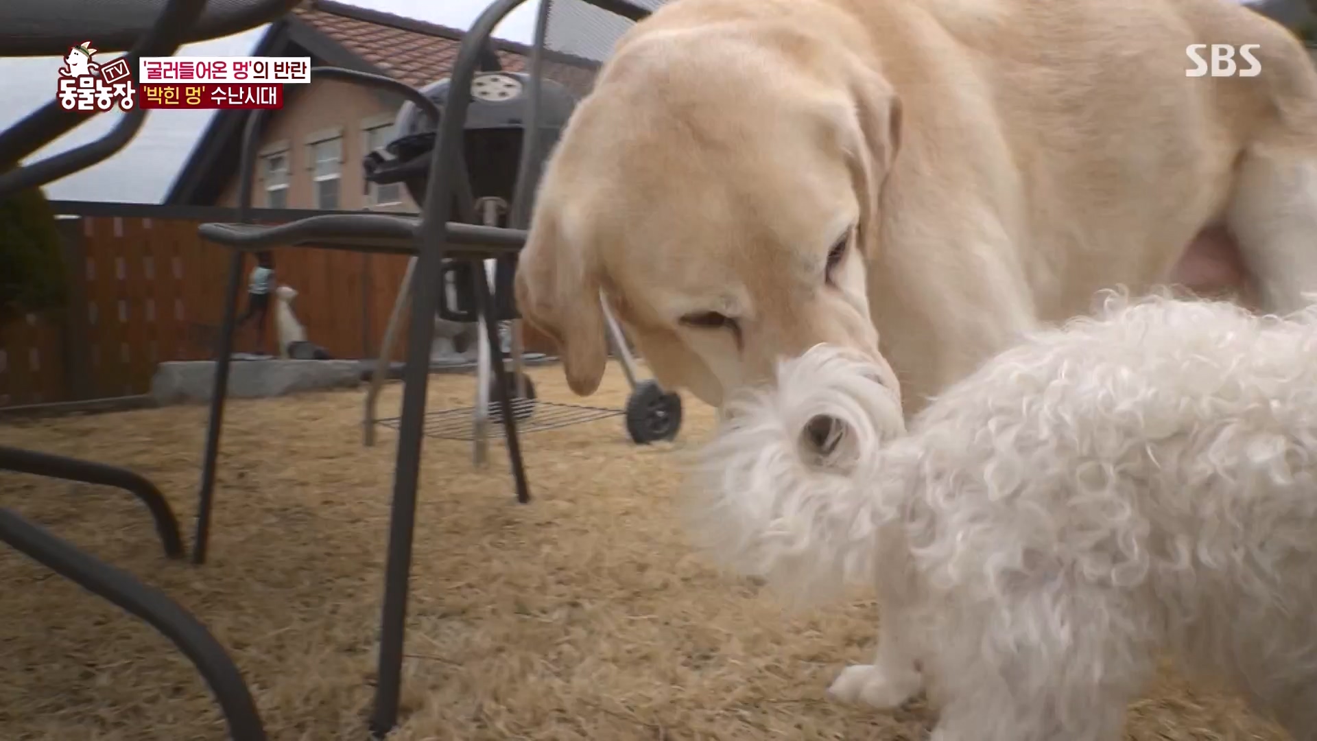 TV 동물농장.E1164.240324p-NEXT.mp4_20240324_172334.867.jpg