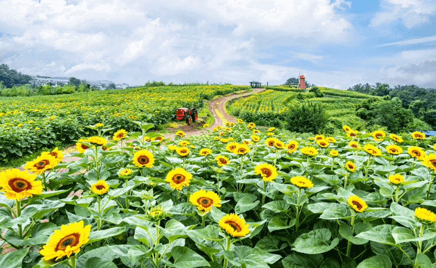 강주 해바라기 축제