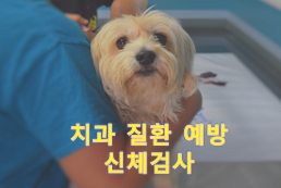  강아지 치과 질환 예방과 신체검사