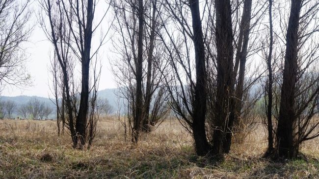 두 장의 사진은 죽은 듯한 나무들&#44;