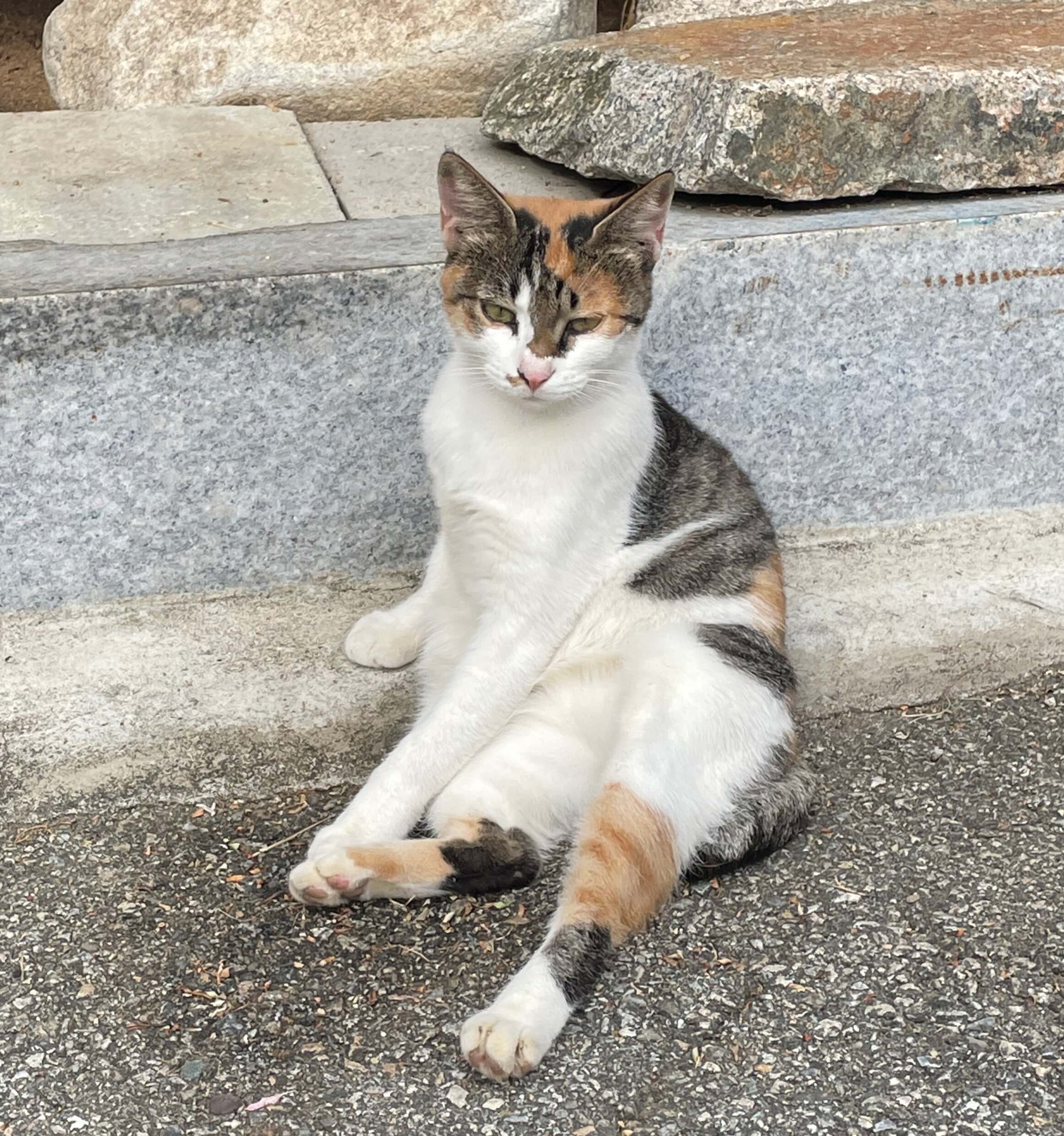냥줍일기