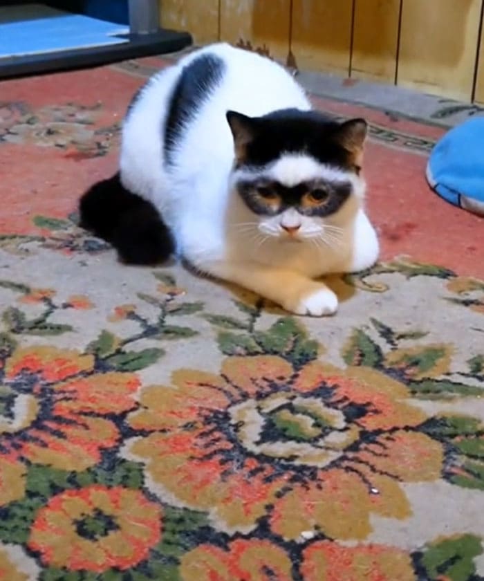 &quot;나는 조로다&quot; 고양이 얘기...왜 VIDEO: This Cat Is Nicknamed “Zorro” for the Mask-Like Marking Across His Face