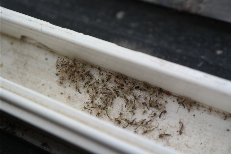 벌레 차단 창문틈 방충망 용인 아파트벌레 7