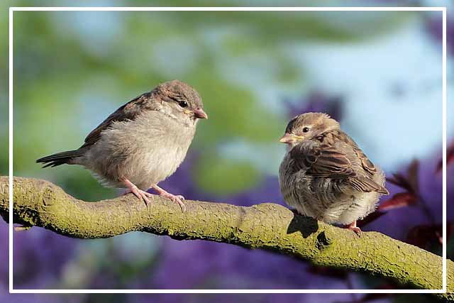 나뭇가지에 참새 두 마리.