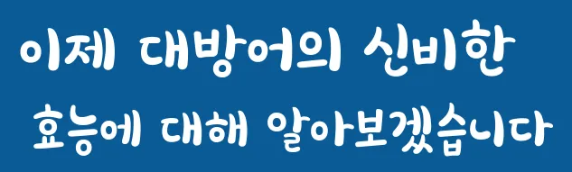 이제 대방어의 신비한 효능에 대해 알아보겠습니다