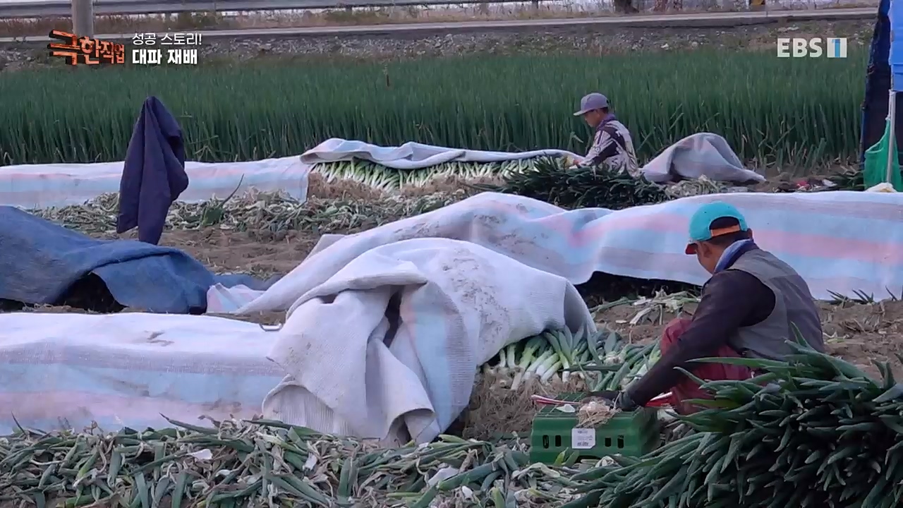 TV - 교육의 중심 EBS성공 스토리! 쪽파 재배와 과일 도매.mp4_20221209_203600.273.jpg