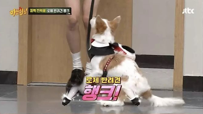  행크 사진.jpg (feat. 블랙핑크 로제 반려견)