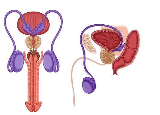 Benign-prostatic-hyperplasia