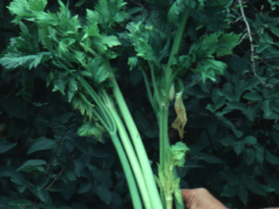 샐러리 효능 10가지 3