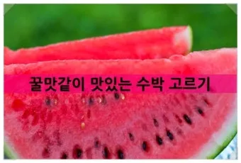 맛있는 수박 고르는법 5가지 feat 좋은 수박 암수 구별법_7