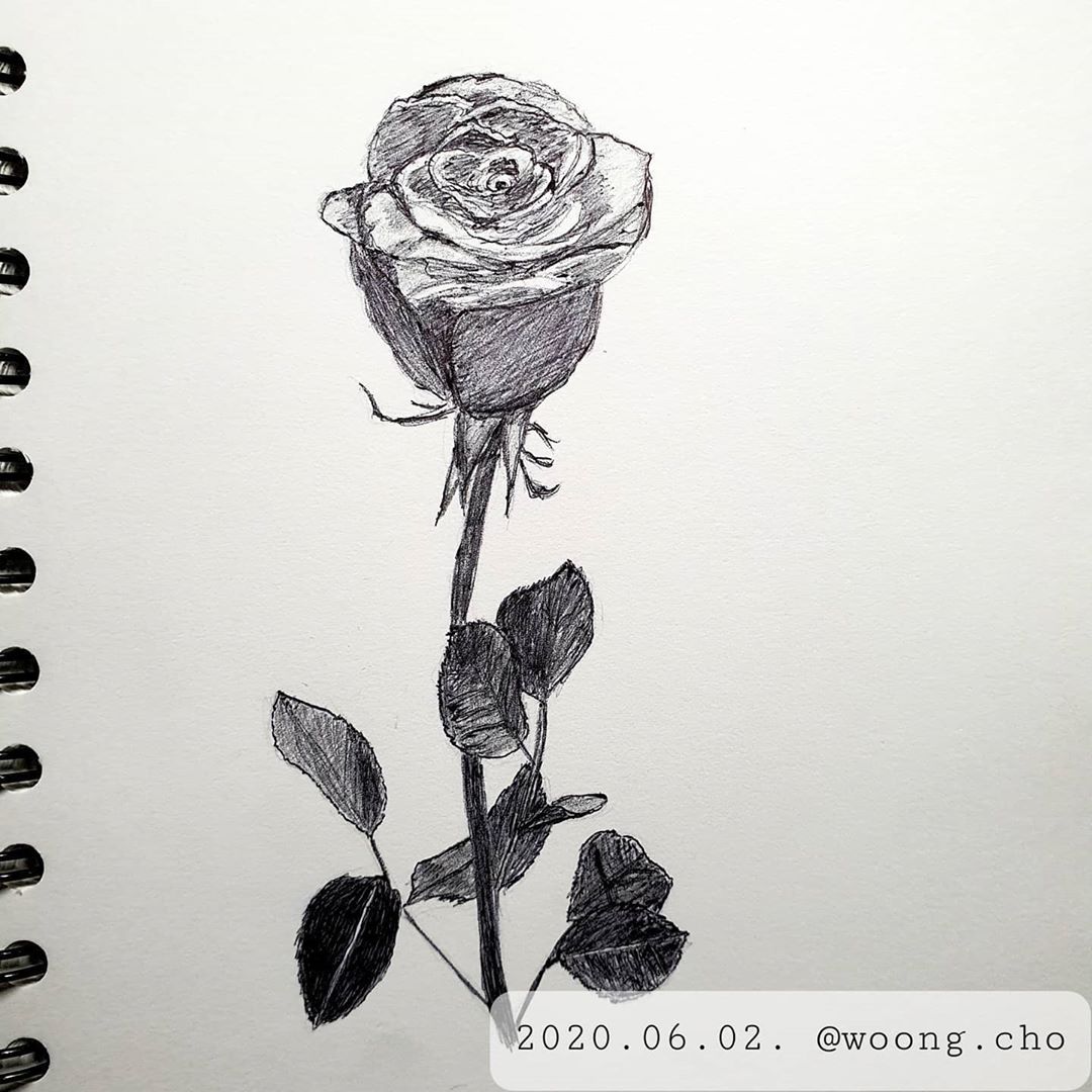 2020.06.02. rose sketch drawing