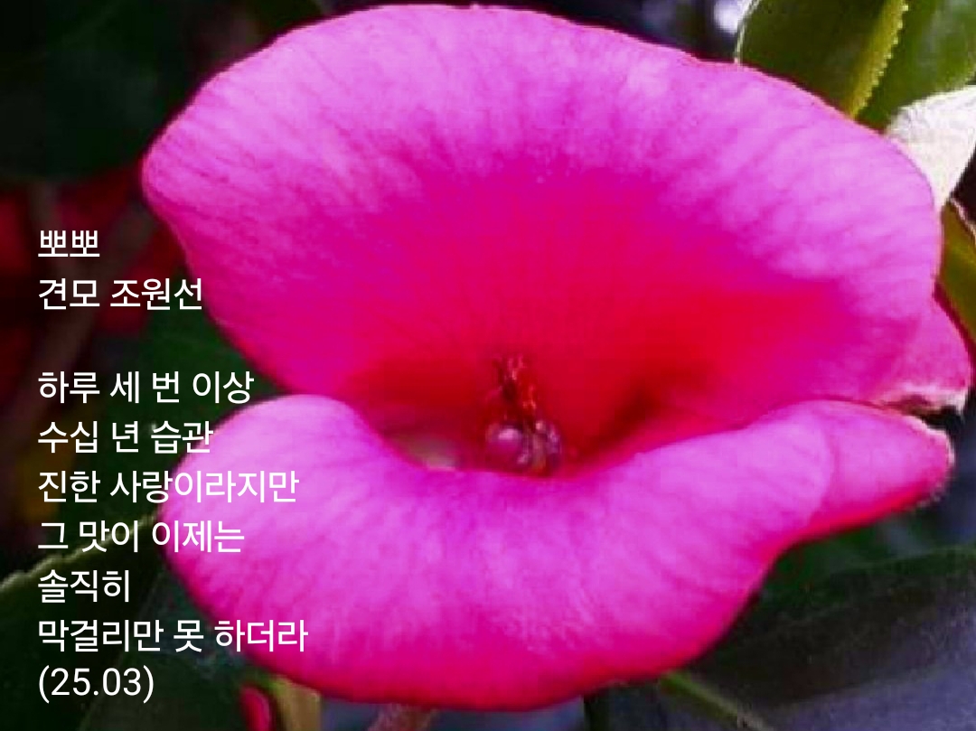 뽀뽀로야 이미지