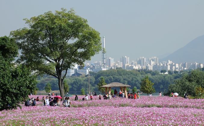 구리 코스모스 한강예술제 축제 : 기본정보, 출연가수, 주차정보