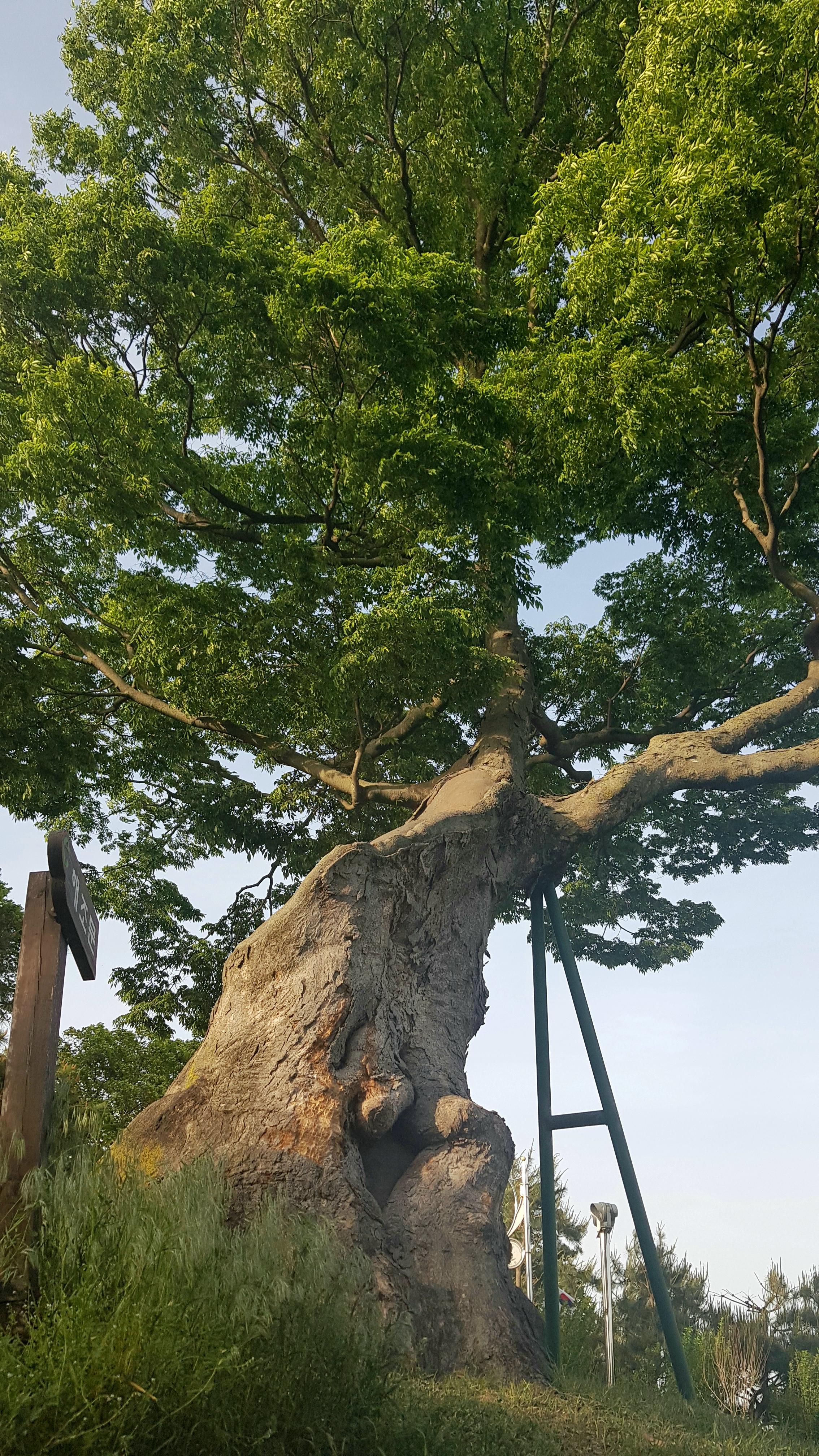 옥녀봉 보호수 느티나무