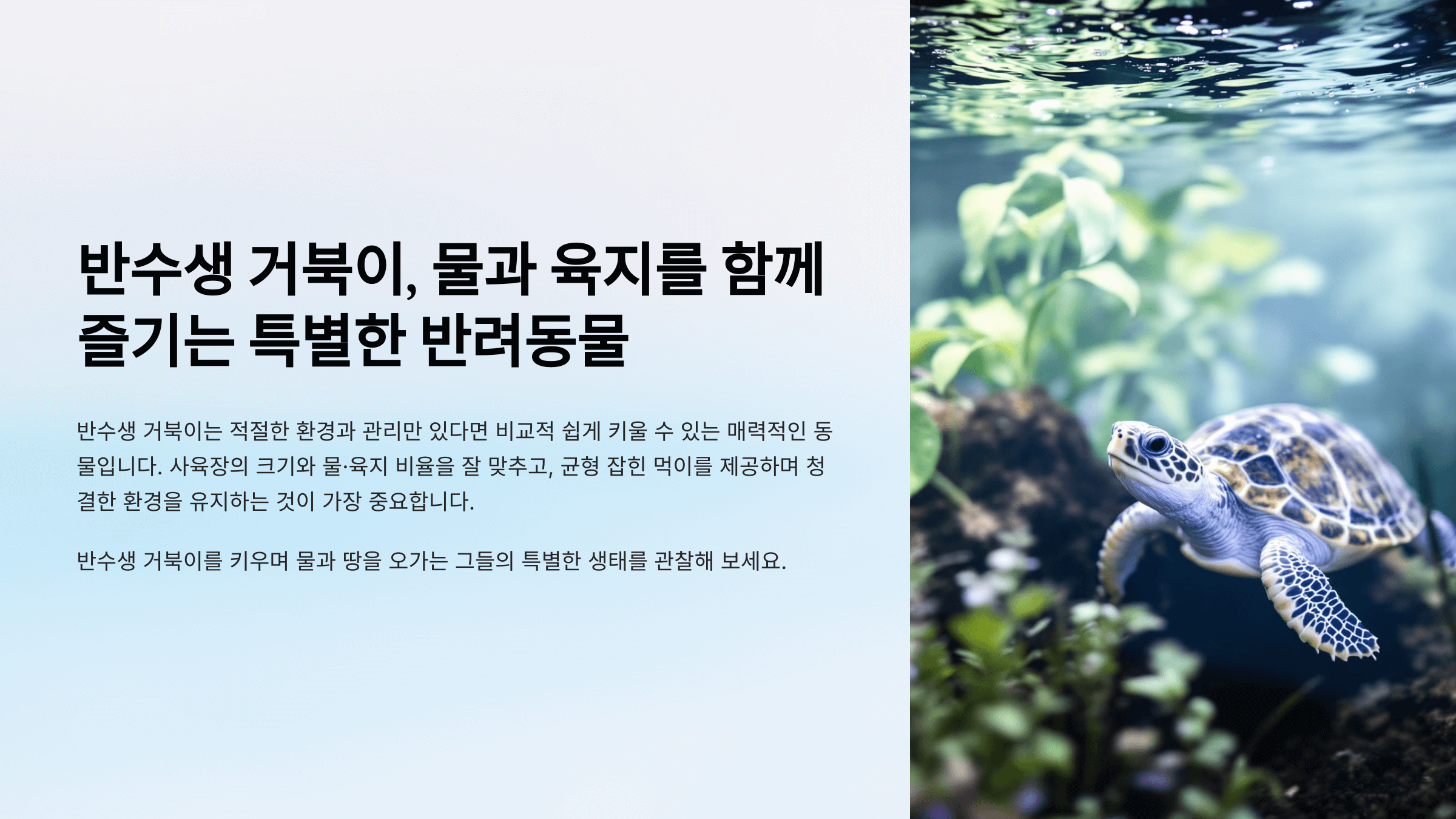 반수생 거북이 사진입니다.