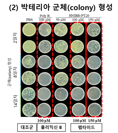 박테리아 성장이 억제된 항균 펩타이드 실험군 (출처: 국립호남권생물자원관)