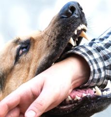 강아지 집안 사고 예방