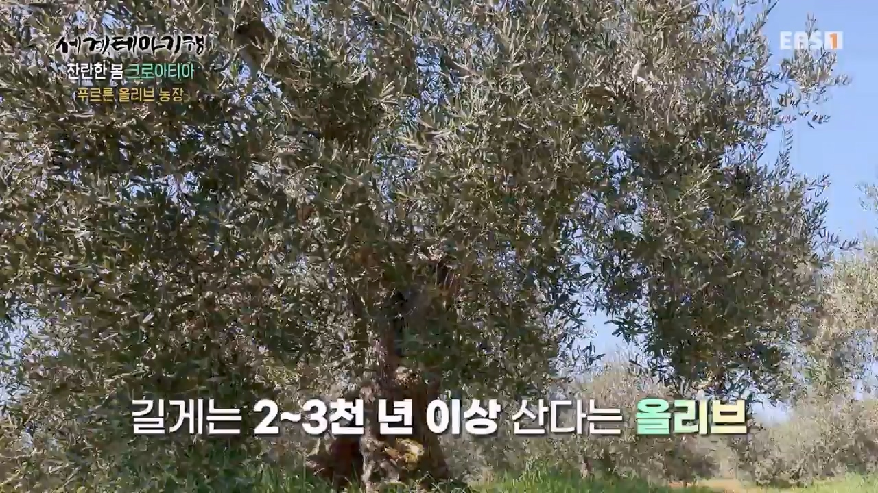 세상의모든기행찬란한 봄 크로아티아-골목골목 도시 산첵.mp4_20230523_205658.262.jpg