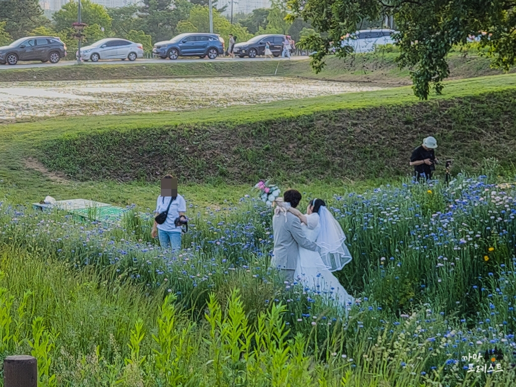 수원 탑동 시민농장 웨딩스냅