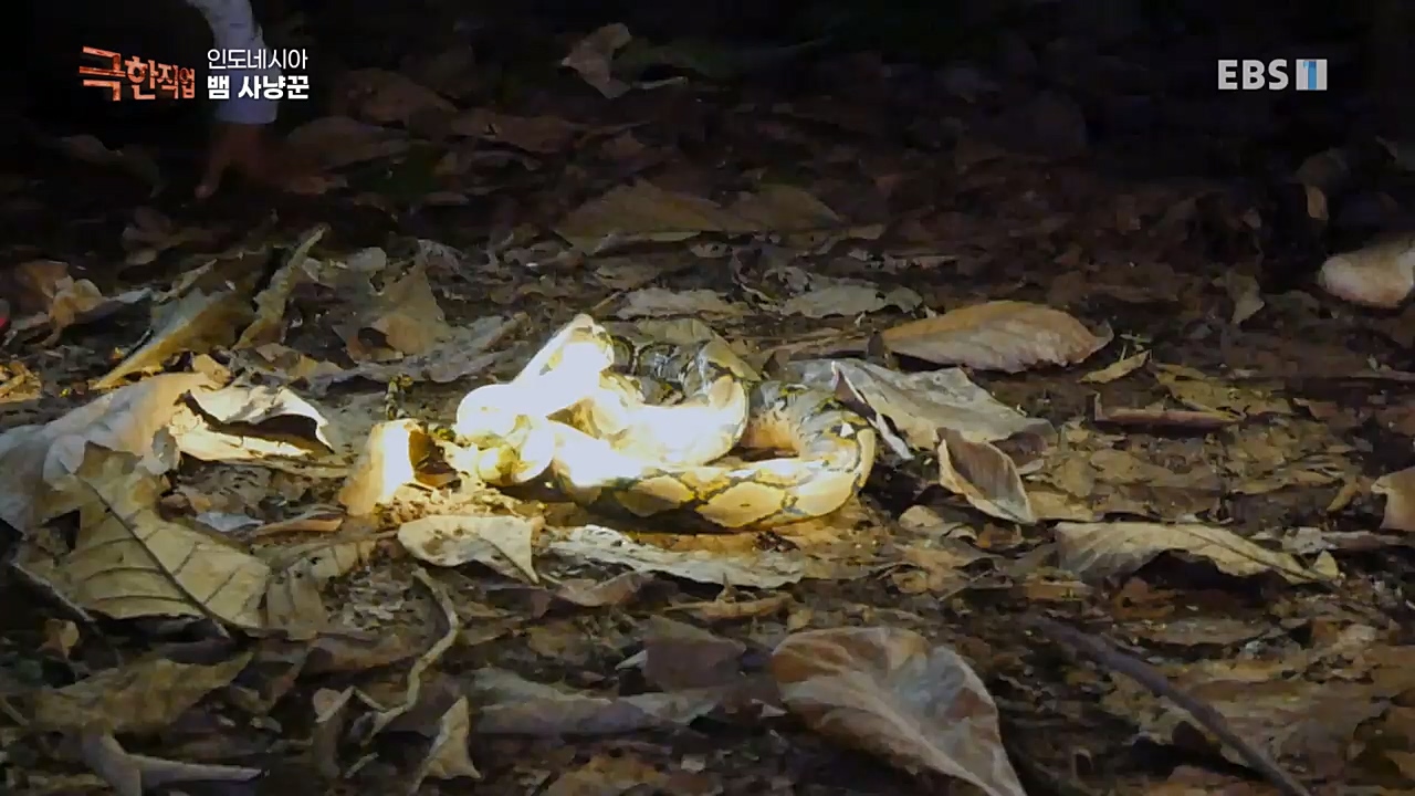 TV - 교육의 중심 EBS인도네시아 뱀사냥꾼.mp4_20221211_181509.508.jpg
