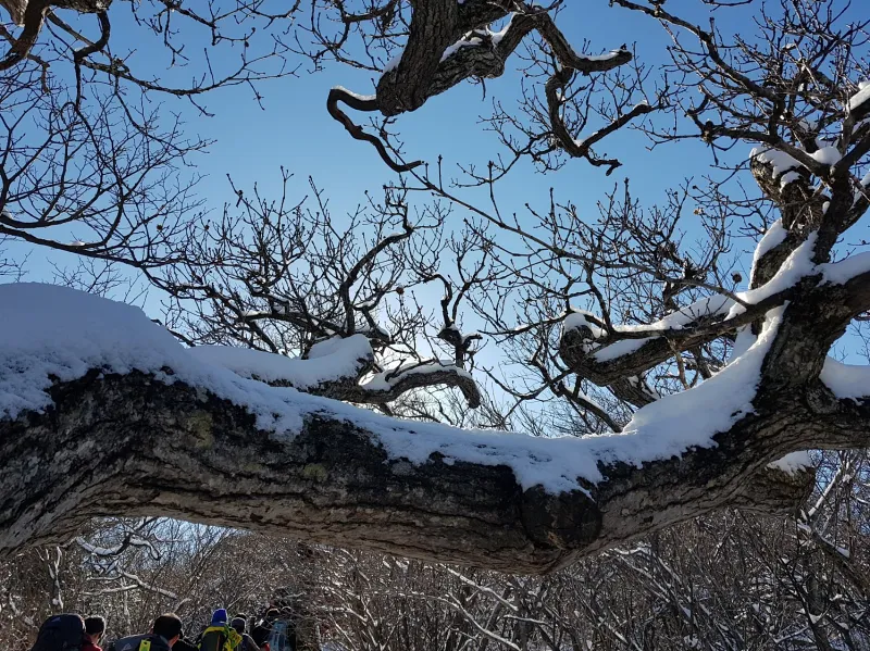 강원도 태백산 설경