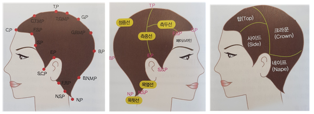 미용과 관련된 인체의 명칭