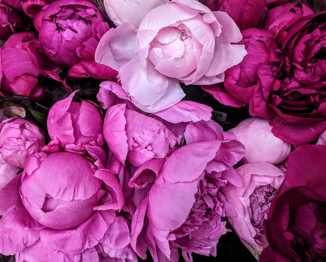 Peony