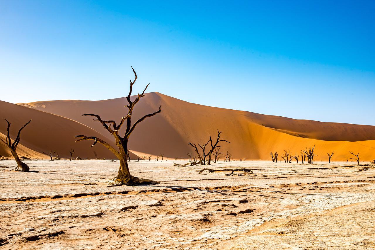 가뭄 사막 말라버린 나무