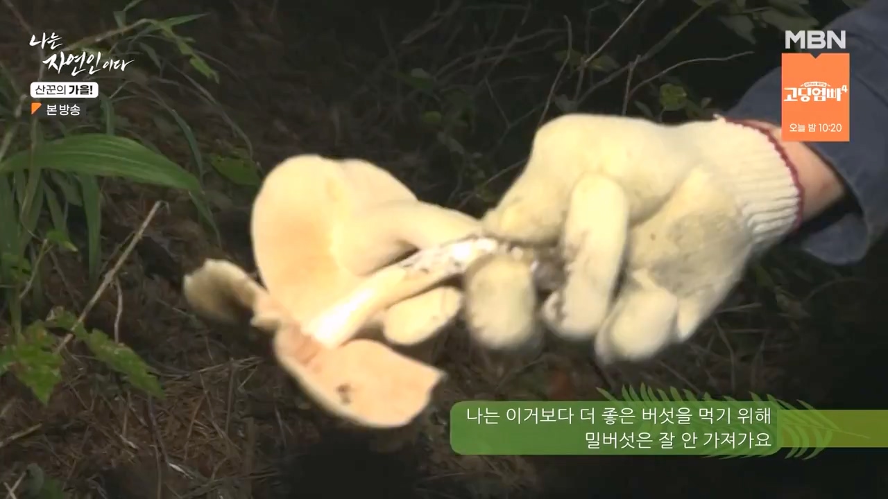 나는 자연인이다.E574.231005p-NEXT.mp4_20231005_200544.348.jpg