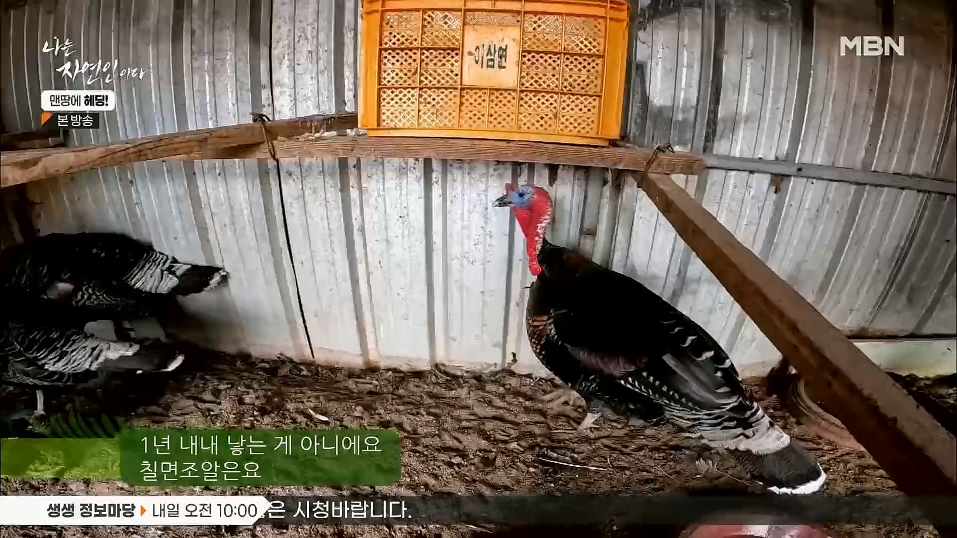 나는 자연인이다.E547.230329p.H264-F1RST.mp4_20230330_200711.759.jpg