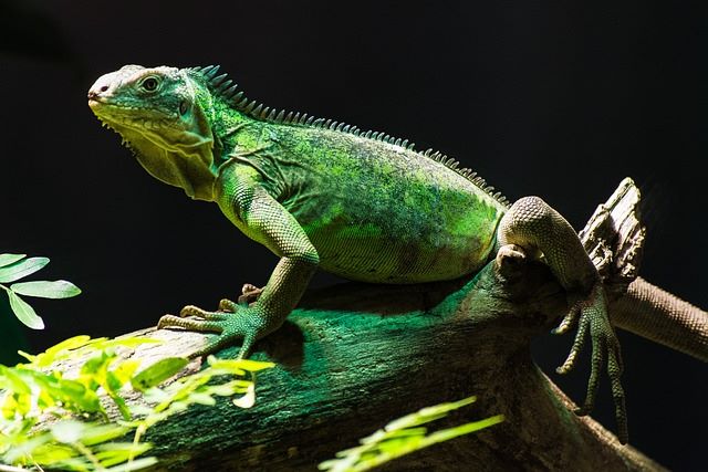 Green_Iguana