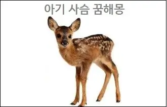 아기 사슴 꿈해몽