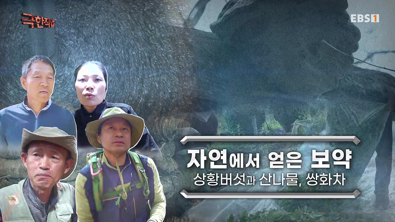 TV - 전 국민의 평생학교 EBS자연에서 얻은 보약, 상황버섯과 산나물, 쌍화차.mp4_20240615_170657.300.jpg