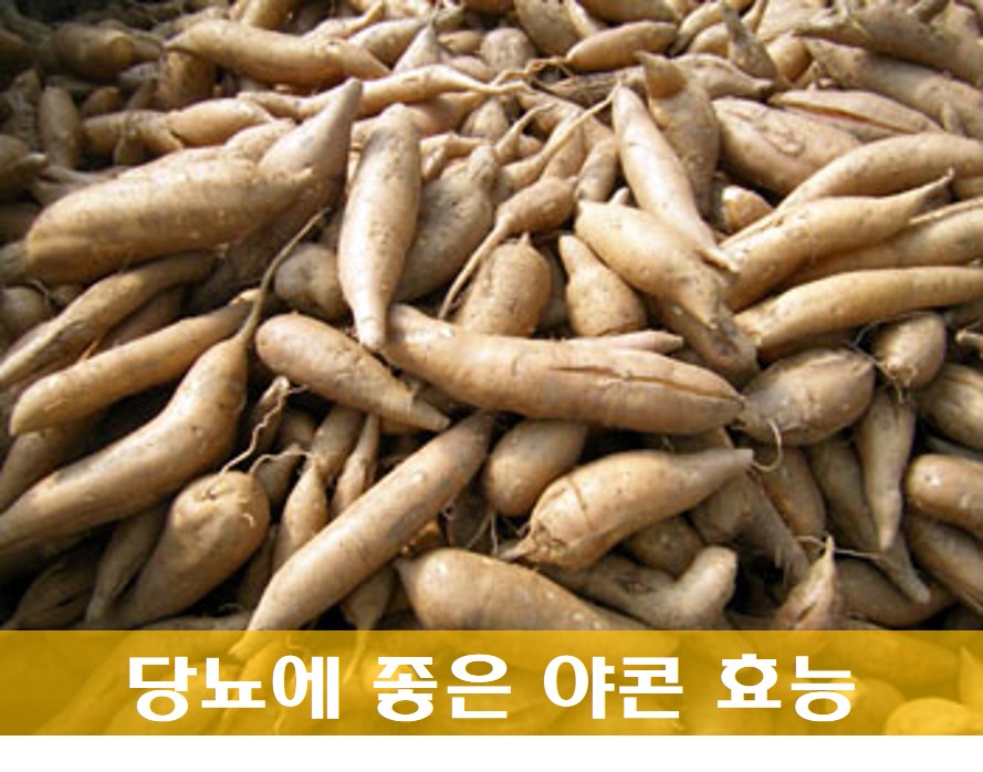  당뇨에 좋은 야콘 효능 및 뿌리 성분 먹는 방법 총정리!