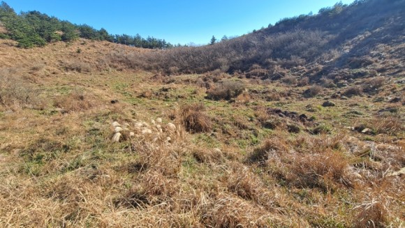 정물 당오름, 오름 그리고 금악오름 44