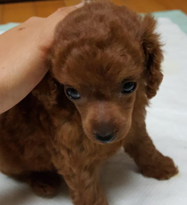  강아지의 건강을 위한 정기검진 과정 안내