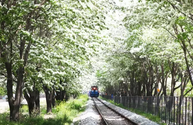 전주 팔복동 이팝나무 철길