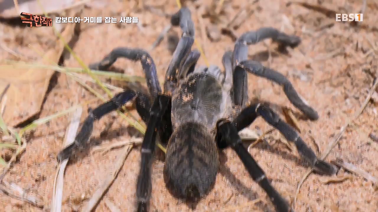 TV - 전 국민의 평생학교 EBS캄보디아 - 독충을 잡는 사람들.mp4_20230501_173404.590.jpg